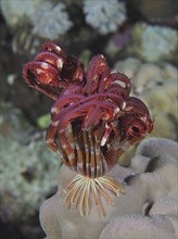 A Savigny's hair star (Heterometra savignii) unfolds at night on a piece of coral in the sea. Dive