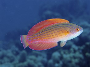 Colourful Red Sea dwarf wrasse (Paracheilinus octotaenia) with red-orange fins against a blue