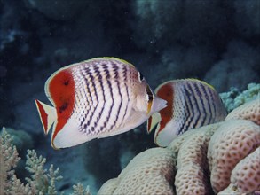 A pair of eritrean butterflyfish (Chaetodon paucifasciatus), butterflyfish, swimming past corals.