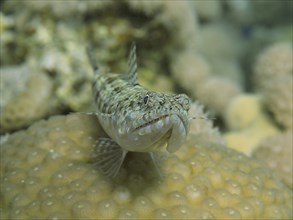 Close-up of variegated lizardfish (Synodus variegatus) on coral bottom. Dive site House Reef,