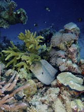 Giant Moray moray (Gymnothorax javanicus) in the coral reef, surrounded by various coral species.