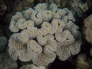 Close-up of a mushroom leather coral (Sarcophyton glaucum) in an underwater environment. Dive site