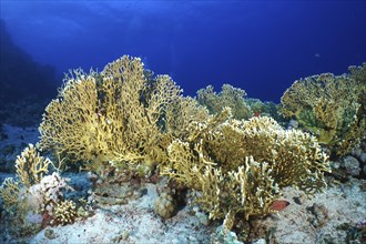 An extensive coral reef of net fire coral (Millepora dichotoma) spreads out in the clear blue