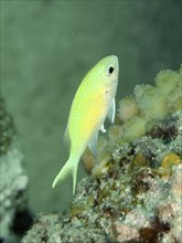 A small green fish, green swallowtail (Chromis viridis), swims next to corals in the clear water of