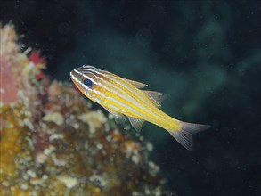 A colourful, striped fish, golden stripe cardinalfish (Apogon cyanosoma), swims in the dark