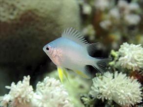 A silver fish with yellow fins, yellow-sided damselfish (Amblyglyphidodon flavilatus) juvenile,