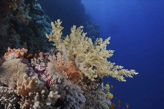 A coral reef in the sea shows colourful corals, broccoli trees (Litophyton arboreum) and other soft