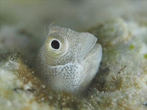 A small fish, blue-bellied combtooth (Alloblennius pictus), looks curiously out of its hiding place