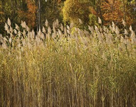 Autumn sunlight on common reeds (Phragmites australis) in a wetland marsh in Westchester County,