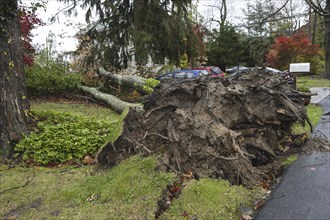 Chappaqua, NY, USA Super storm aftermath: Hurricane force winds uproot a huge oak tree when