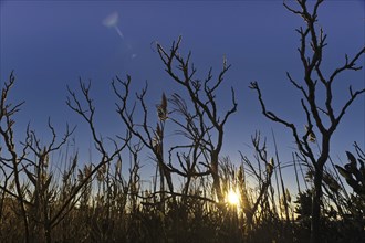 Bass Hole, Yarmouthport, Cape Cod, Massachusetts, USA, Sunset and deep blue sky seen through