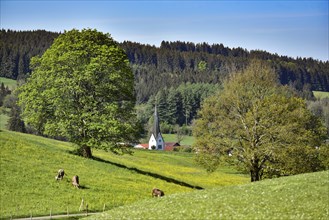 Allgäu Alpine foothills landscape with a church spire embedded in the hills with cows in the