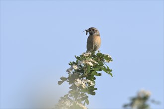 Stonechat (Saxicola torquata), female sitting on a flowering branch with an insect in her beak,