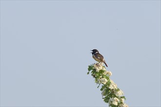 Stonechat (Saxicola torquata), male singing on a flowering branch, Lower Rhine, North