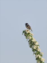 Stonechat (Saxicola torquata), male singing on a flowering branch, Lower Rhine, North