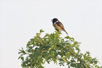 Stonechat (Saxicola torquata), male singing on a flowering branch, Lower Rhine, North