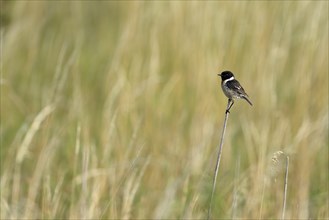 Stonechat (Saxicola torquata), male sitting on a stalk, Lower Rhine, North Rhine-Westphalia,