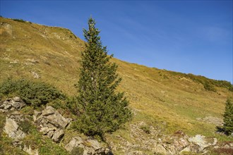 Single conifer on a grassy hilly landscape under a clear sky, saas Fee, Alps, Switzerland, Europe