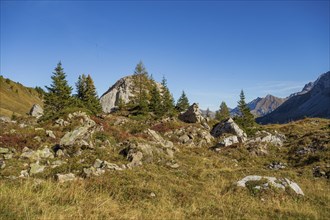 Stony landscape with scattered rocks, trees and bushes under a blue sky, saas Fee, Alps,