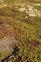 Autumn plant cover on a dry meadow with scattered stones, Saas Fee, Switzerland, Europe