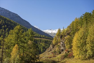 Snow-capped mountains and colourful autumn forest under a clear blue sky, Saas Fee, Switzerland,