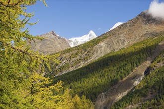 Mountain landscape in the Alps with snow-covered peaks, green forests and a bright blue sky, Saas