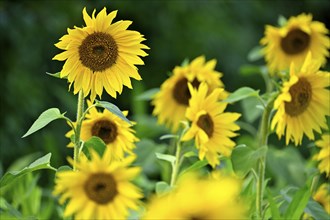 Sunflower (Helianthus annus), Lower Rhine, North Rhine-Westphalia, Germany, Europe