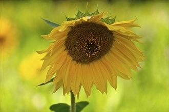 Sunflower (Helianthus annus), Lower Rhine, North Rhine-Westphalia, Germany, Europe