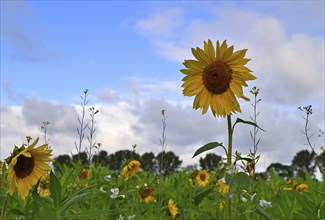 Sunflower (Helianthus annus), Lower Rhine, North Rhine-Westphalia, Germany, Europe