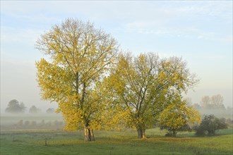 Two autumn-coloured poplars (Populus x canadensis) in a foggy landscape, Lower Rhine, North