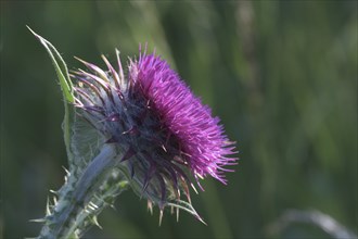 Flowering thistle (Carduus nutans), Lower Rhine, North Rhine-Westphalia, Germany, Europe