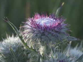 Flowering thistle (Carduus nutans), Lower Rhine, North Rhine-Westphalia, Germany, Europe