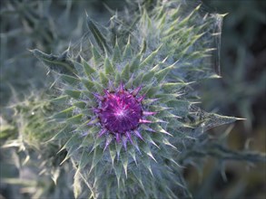 Flowering thistle (Carduus nutans), Lower Rhine, North Rhine-Westphalia, Germany, Europe