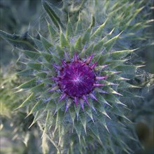 Flowering thistle (Carduus nutans), Lower Rhine, North Rhine-Westphalia, Germany, Europe