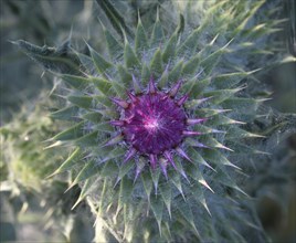 Flowering thistle (Carduus nutans), Lower Rhine, North Rhine-Westphalia, Germany, Europe