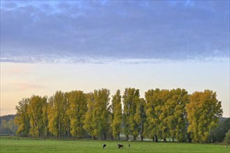 Row of poplars (Populus x canadensis) in autumn, Lower Rhine, North Rhine-Westphalia, Germany,