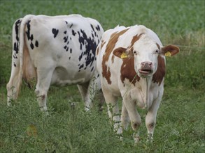 Two cows on a pasture, brown and white spotted, black and white spotted, one cow looking at the