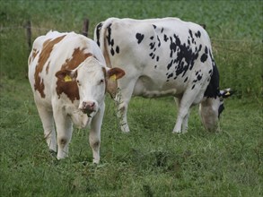 Two cows grazing on a green pasture, one brown and white spotted, one black and white spotted,