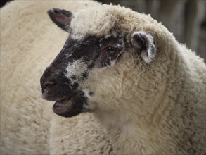 Spotted sheep with dark head and thick wool, Borken, North Rhine-Westphalia, Germany, Europe