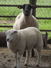 Two sheep, one white and one black, standing in a stable with a fence, Borken, North