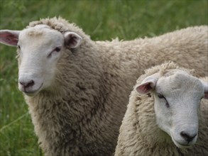 Two sheep in a green grass field, expressive faces, Borken, North Rhine-Westphalia, Germany, Europe