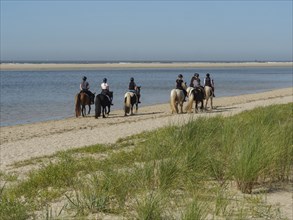 Group of riders on horses on the beach, near the sea with sand and grass, langeoog, germany