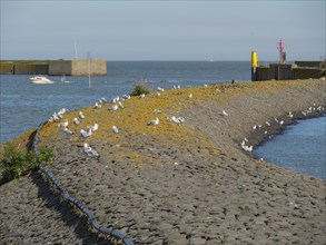 Many seagulls on a harbour wall with a view of the water and boats in the background, langeoog,