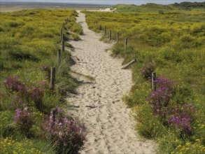 A sandy path leads through a grassy dune landscape, lined with yellow and purple flowers under a