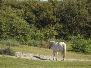 White pony stands in a meadow in front of a dense forest edge under a blue sky, langeoog, germany