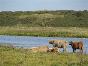 Cows grazing near a body of water in a green landscape with a hill in the background, langeoog,