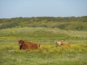 Two cattle lying on a green pasture in the middle of dunes, langeoog, germany