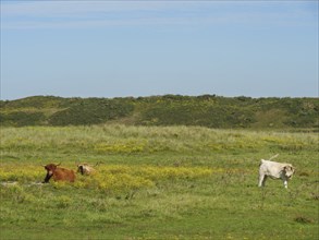 Cows on a green meadow with yellow flowers and hills in the background, langeoog, germany