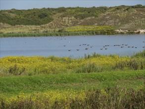 Lake surrounded by green hills and yellow grasses with ducks on the water, langeoog, germany