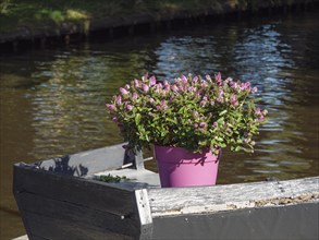 Purple flowerpot full of flowers on an old wooden barge on a quiet riverbank, giethoorn,